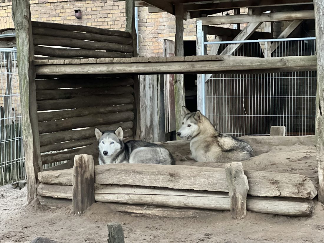 Husky Farm