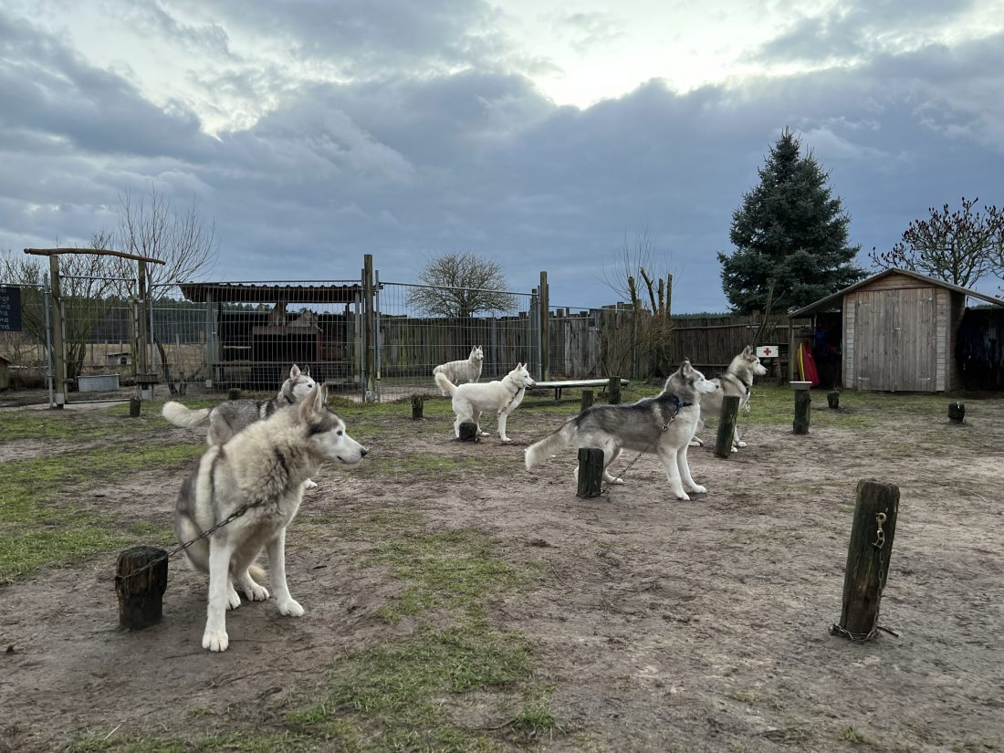 Husky Farm