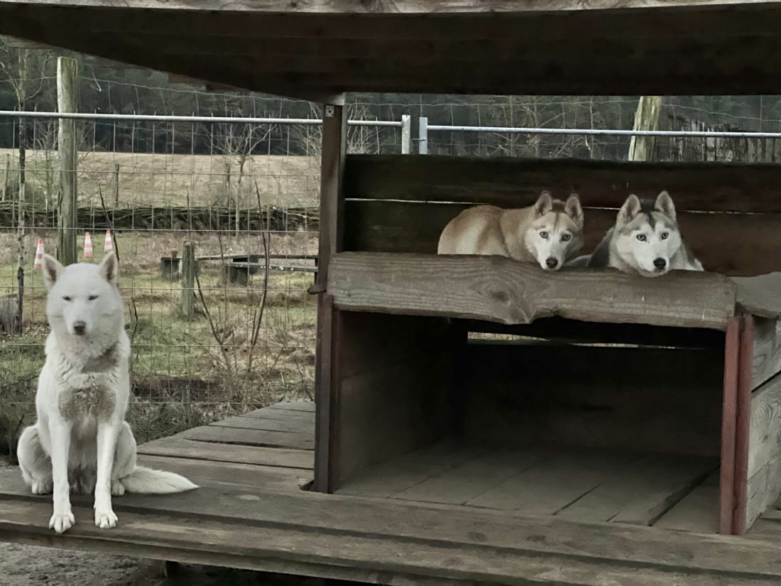 Husky Farm
