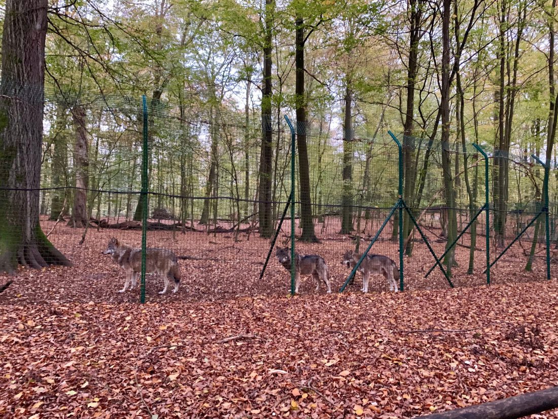 Tierpark Kunsterspring